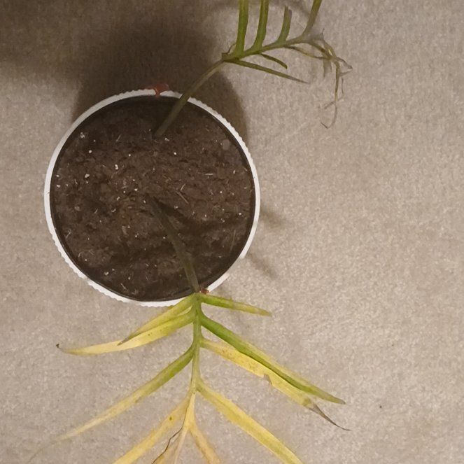 Photo of the plant species Chinese Brake by @LovingBrakefern named Pax on Greg, the plant care app