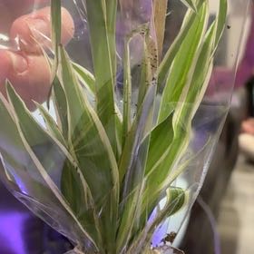 Photo of the plant species Salsify by @LadyFrogbit72 named Taylor Swift on Greg, the plant care app