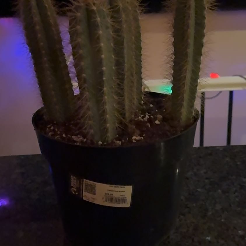 Photo of the plant species Blue Candle Cactus by @DandyPurei8 named Kesha on Greg, the plant care app