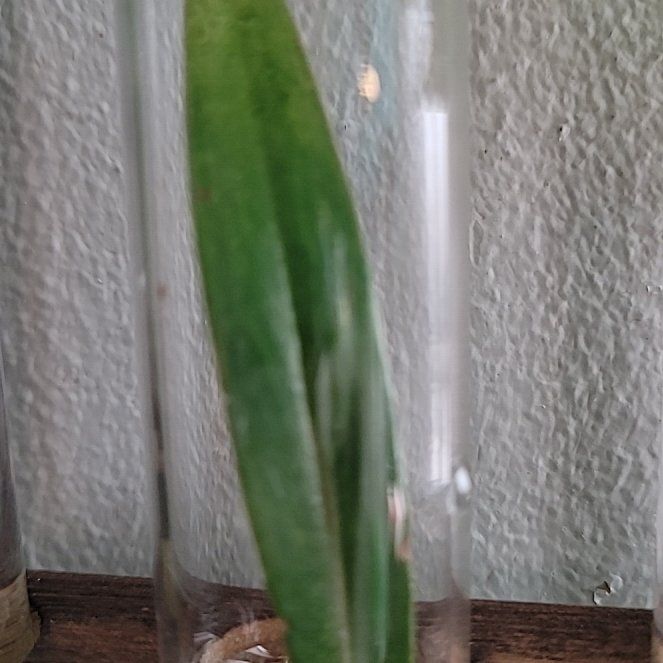 Photo of the plant species Anthurium wendlingeri var. horichii by @TenablePecan21 named ChloroPhil on Greg, the plant care app