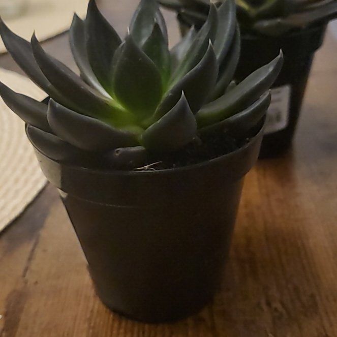 Photo of the plant species Black Knight by @ZingyKeylime98 named Nightingale on Greg, the plant care app