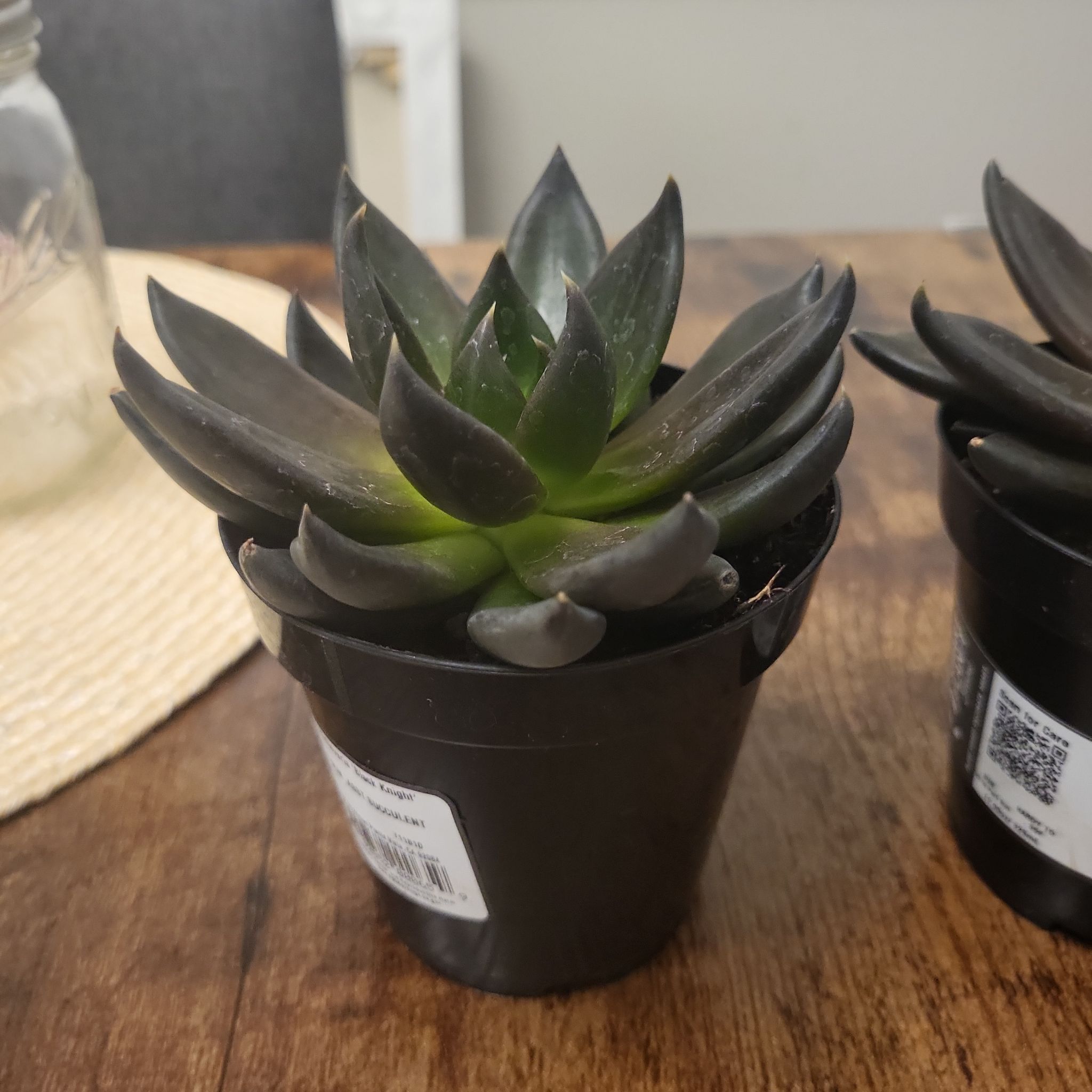 Photo of the plant species Black Knight by @ZingyKeylime98 named Nightwing on Greg, the plant care app