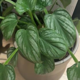 Photo of the plant species Philodendron mamei by @Eviesgrowth named Mamei on Greg, the plant care app
