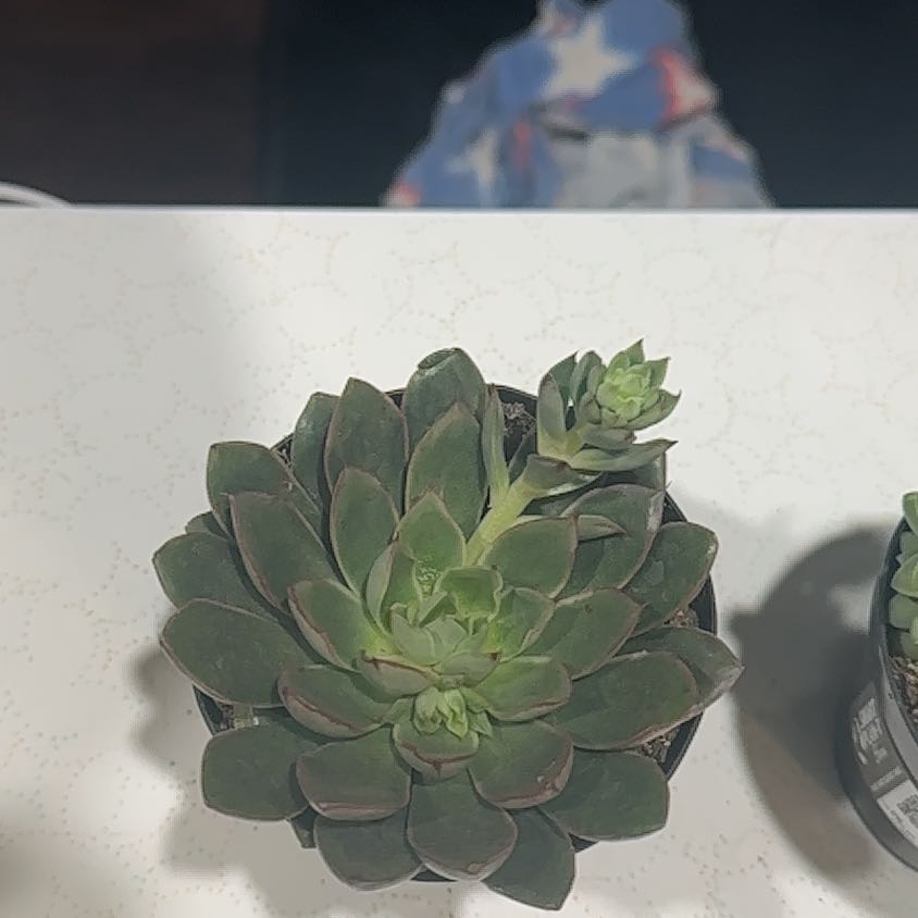 Photo of the plant species Alita by @SoftheartedJade named Khaleesi on Greg, the plant care app