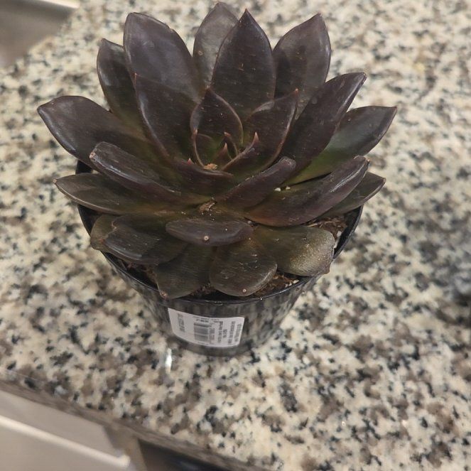 Photo of the plant species Black Prince by @NimbleBonsi20 named Tupot amaroot on Greg, the plant care app