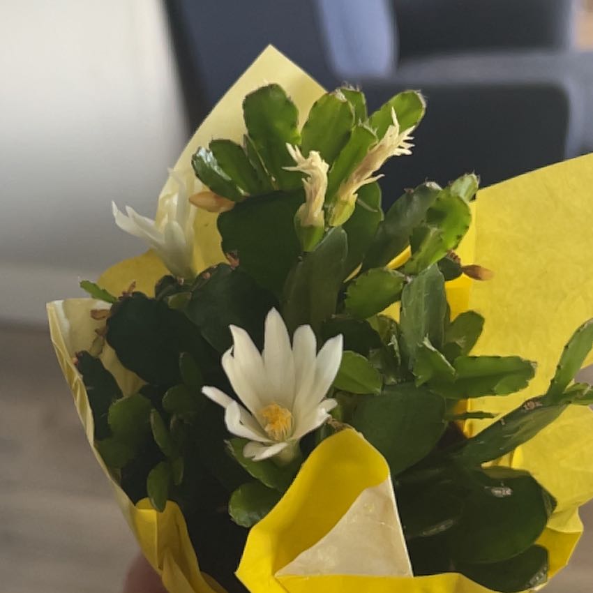 Photo of the plant species Spring Cactus by @HighErophaca30 named Austen on Greg, the plant care app