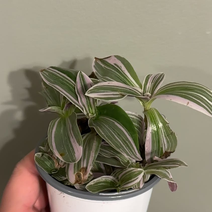 Photo of the plant species Pistachio White by @NewEchinaria32 named Ethel on Greg, the plant care app