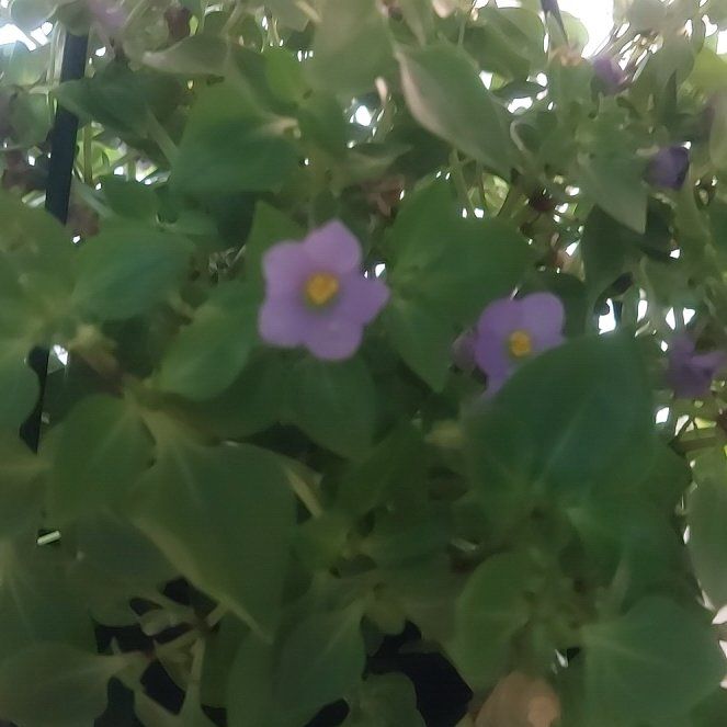 Photo of the plant species Persian violet by @EarlyBoglaurel named Osmo on Greg, the plant care app