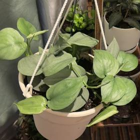 Photo of the plant species Scindapsus pictus 'Silver Hero' by @Plantlicious named Harry on Greg, the plant care app