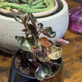 Photo of the plant species Peperomia antoniana by @Plantlicious named Gomez on Greg, the plant care app