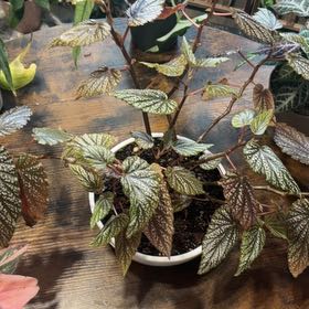 Photo of the plant species Cane Begonia by @Plantlicious named Harper on Greg, the plant care app