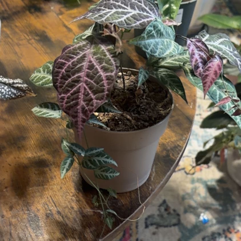 Photo of the plant species Begonia Cross Vine by @Plantlicious named Sherlock on Greg, the plant care app