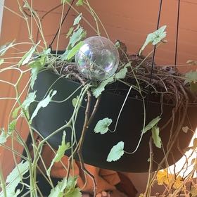 Photo of the plant species Red geraniums by @NoblyMorombe79 named Doja Cat on Greg, the plant care app