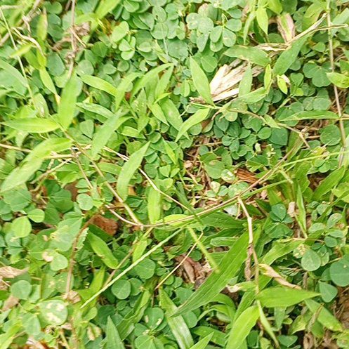 Photo of the plant species Japanese Stiltgrass by @UniquelyDill84 named Hemingway on Greg, the plant care app