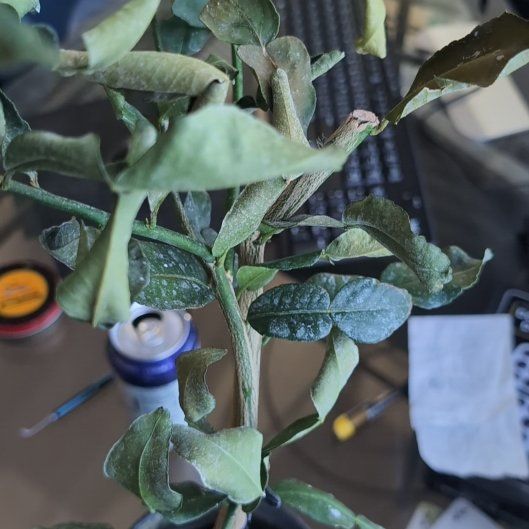 Photo of the plant species Makrut Lime by @NovelGlueseed90 named Ronaldo on Greg, the plant care app