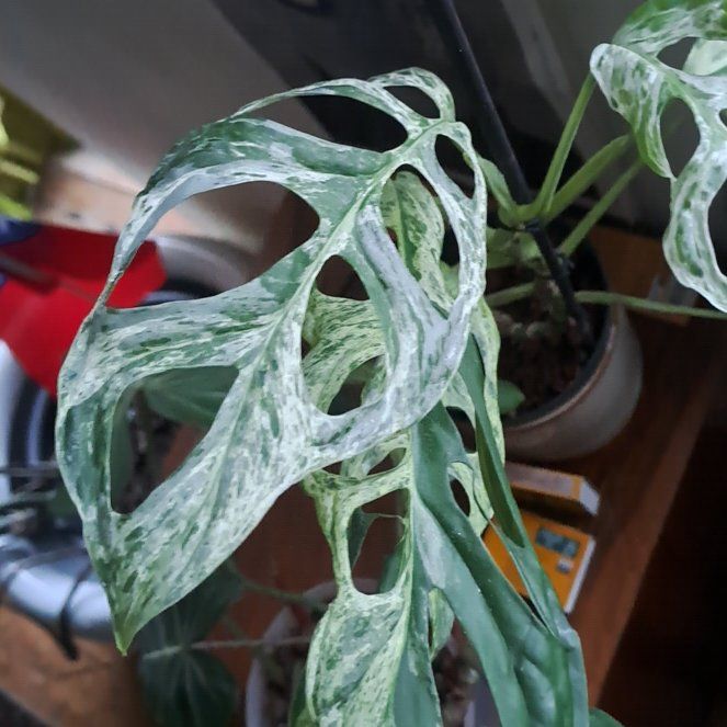 Photo of the plant species Monstera Adansonii Indonesian Marble by @GoodCamellia36 named Dolores on Greg, the plant care app