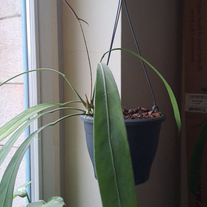 Photo of the plant species strap-leaved anthurium by @GoodCamellia36 named Leaf Erickson on Greg, the plant care app