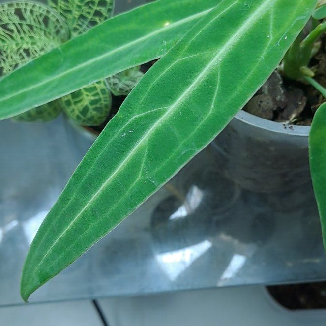 Photo of the plant species Warocqueanum by @GoodCamellia36 named Sanders on Greg, the plant care app