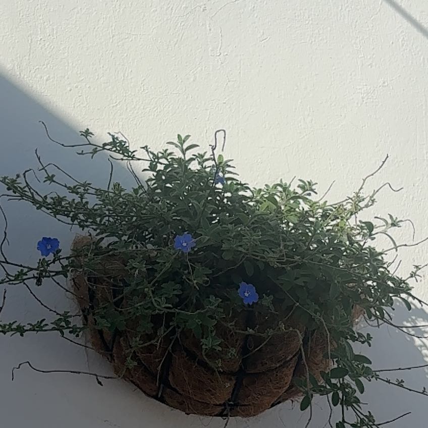 Photo of the plant species African Bindweed by @YoungSalsa37 named Stich on Greg, the plant care app