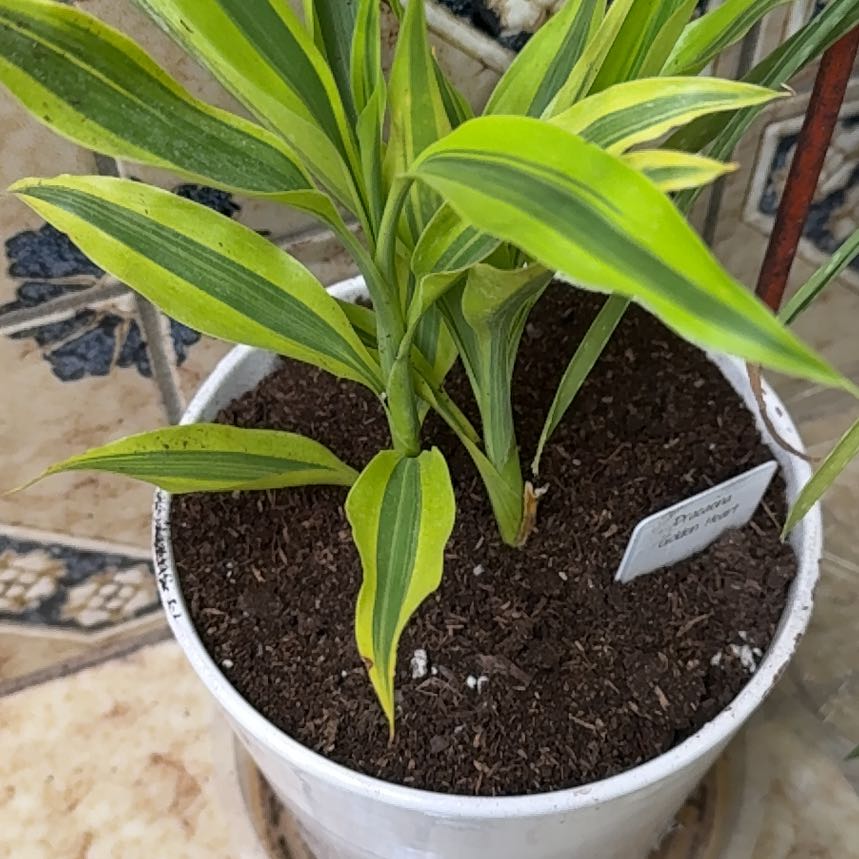 Photo of the plant species Dracaena 'Golden Heart' by @FamedGreen94 named Stella on Greg, the plant care app