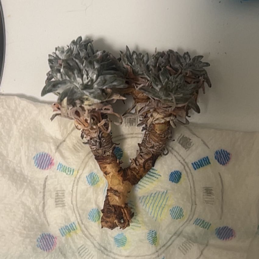 Photo of the plant species Munchkin Liveforever by @ChunkyMix named NA on Greg, the plant care app