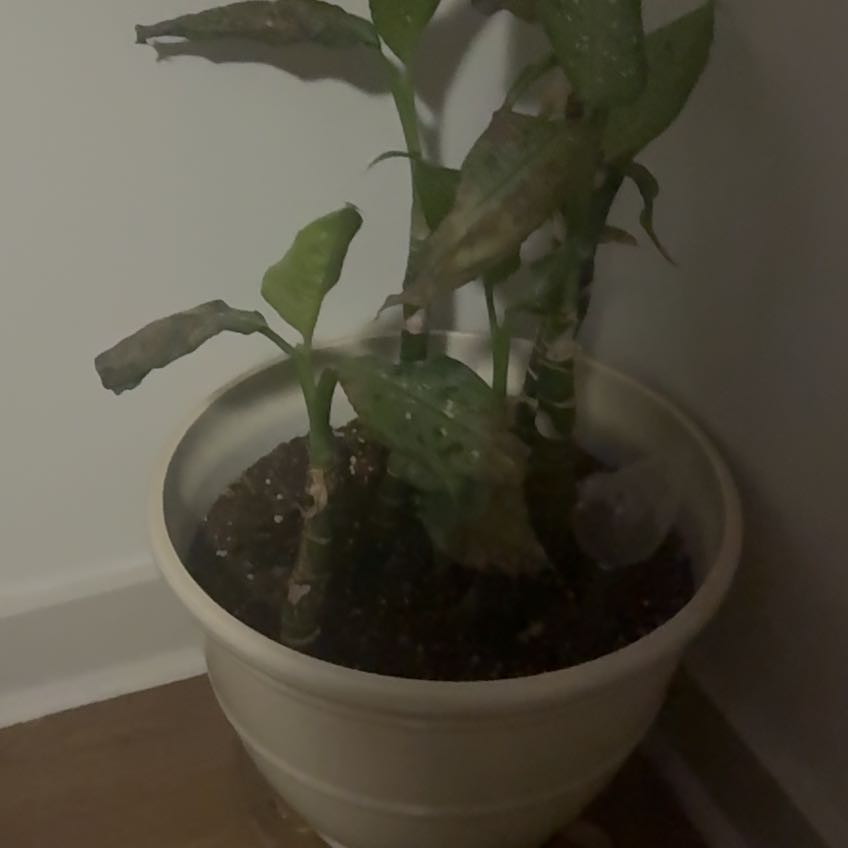 Photo of the plant species Diffenbachia reflector by @PlantFarmerBrie named Dax on Greg, the plant care app