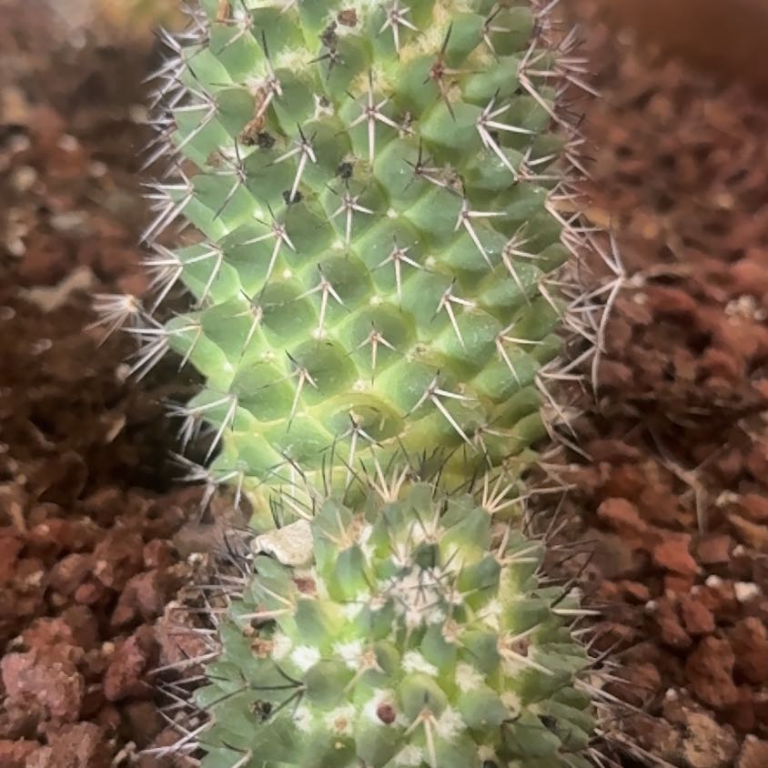 Photo of the plant species Mammillaria Polythele by @YevePecan64 named Sanders on Greg, the plant care app