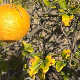 Photo of the plant species Grapefruit Tree by @ManyOrchid6 named Forrest on Greg, the plant care app