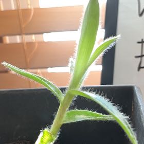 Photo of the plant species Witch-Grass by @ExultantHoupara named Cleopatra on Greg, the plant care app