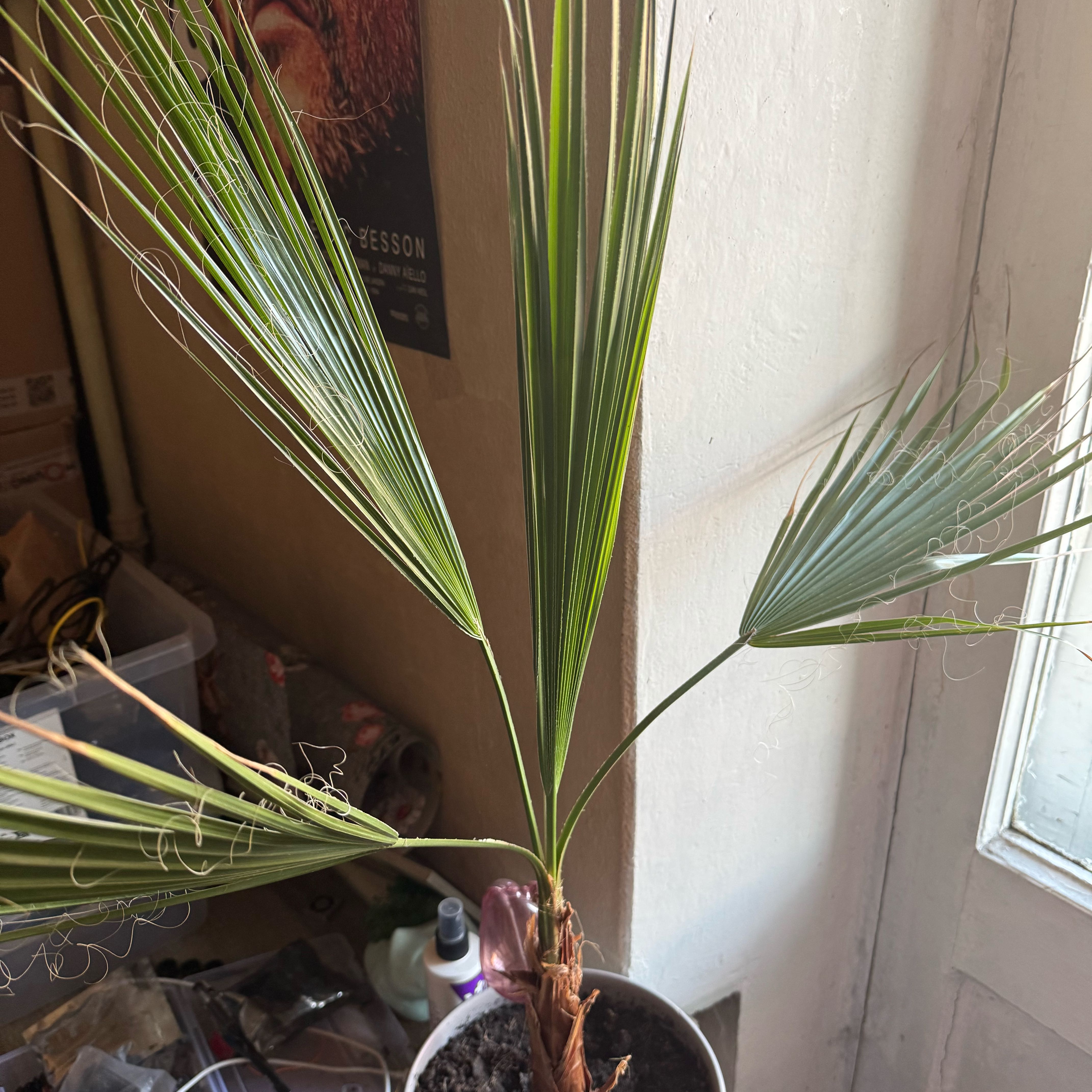 Photo of the plant species California Fan Palm by @AmiableMaypop71 named Demi on Greg, the plant care app