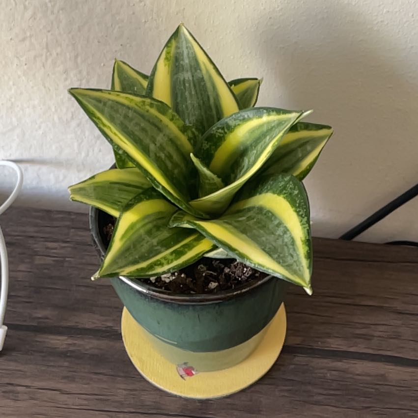Photo of the plant species Golden Hahnii Snake Plant by @Basil_Cafe named Hahnii on Greg, the plant care app