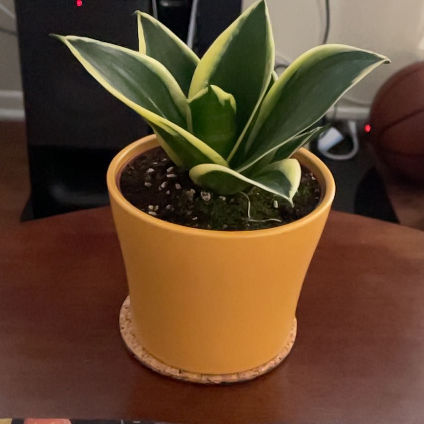 Photo of the plant species Black Jade Snake Plant by @Basil_Cafe named Jada on Greg, the plant care app