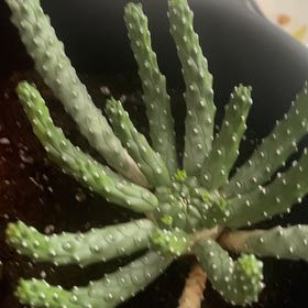 Photo of the plant species Euphorbia inermis by @ZingNapaea38 named Figyonce on Greg, the plant care app