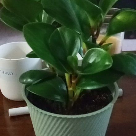 Photo of the plant species Variegated Spoonleaf Peperomia by @SlickBirdcherry named Dolores on Greg, the plant care app