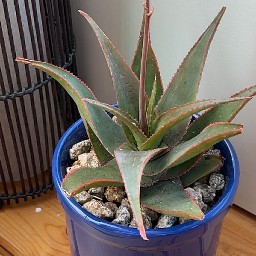 Photo of the plant species Sunset Aloe by @WinEmerald67 named Khaleesi on Greg, the plant care app