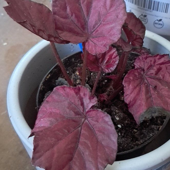 Photo of the plant species Begonia Beleaf® 'Inca Flame' by @GoodParsley80 named Flambé on Greg, the plant care app