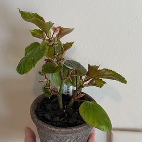 Photo of the plant species Tuberous begonias by @HeirLuscious92 named Rosa on Greg, the plant care app