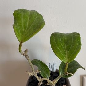 Photo of the plant species Hoya merilli by @HeirLuscious92 named Luna on Greg, the plant care app