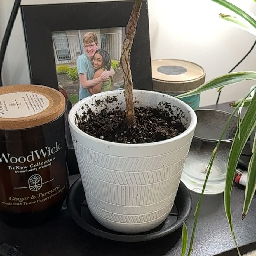 Photo of the plant species Croton petraeus by @OpenlyHeartfern named Mando on Greg, the plant care app