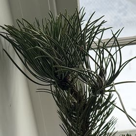 Photo of the plant species Swiss Pine by @RoundDidelta92 named Leonardo on Greg, the plant care app