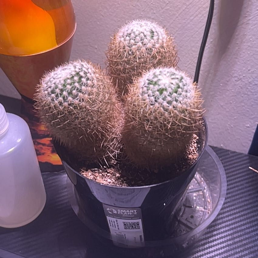 Photo of the plant species Golden Pincushion Cactus by @DearHarebell7 named Madonna on Greg, the plant care app