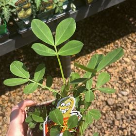 Photo of the plant species Peanut by @DearHarebell7 named Peanut on Greg, the plant care app