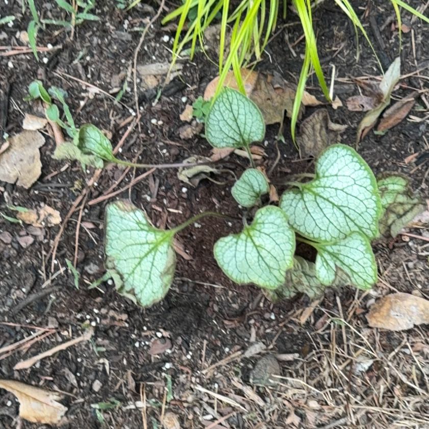 Photo of the plant species Brunnera Macrophylla by @LargeSedum24 named Gregarious on Greg, the plant care app