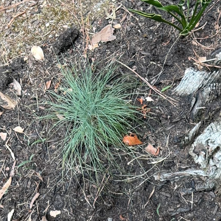 Photo of the plant species Big Muhly by @LargeSedum24 named Sahara on Greg, the plant care app