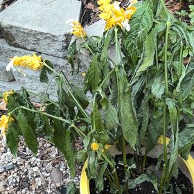 Photo of the plant species Lollipop Plant by @LargeSedum24 named Leonardo on Greg, the plant care app