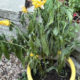 Photo of the plant species Lollipop Plant by @LargeSedum24 named Elle on Greg, the plant care app
