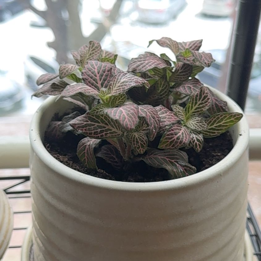 Photo of the plant species Fittonia Pink by @StarCosmo52 named Dolores on Greg, the plant care app