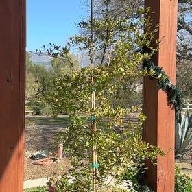 Photo of the plant species Black Olive Tree by @YesCorn90 named Clooney on Greg, the plant care app