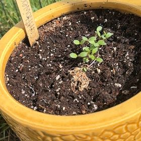 Photo of the plant species Blue Cornflower by @SoulmateBaibua6 named Apollo on Greg, the plant care app