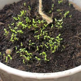 Photo of the plant species Chamomile by @SoulmateBaibua6 named Achilles on Greg, the plant care app